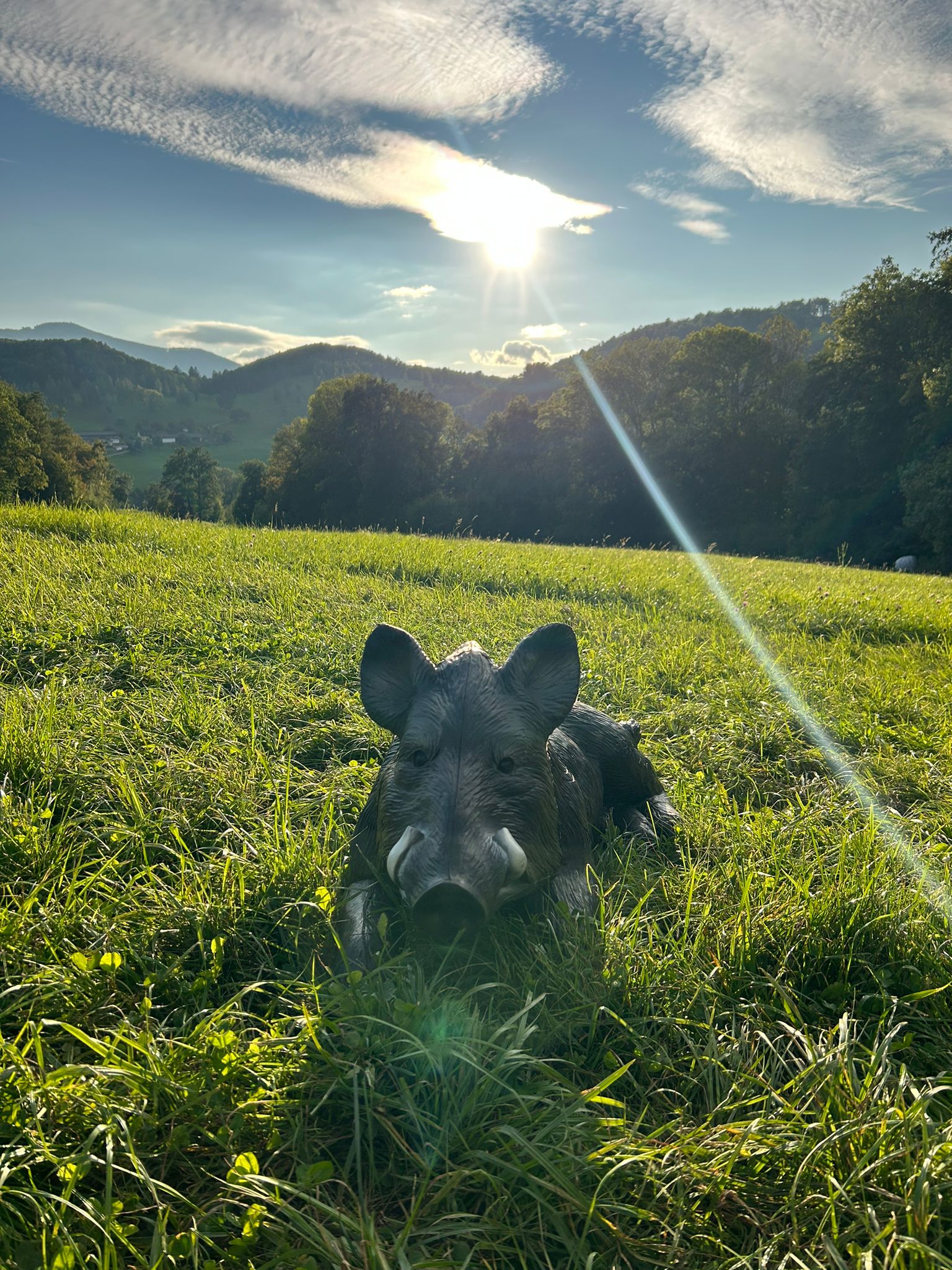 Wild boar target in the Wienerwald